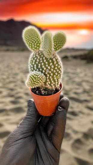 Opuntia Microdays Kaktüs