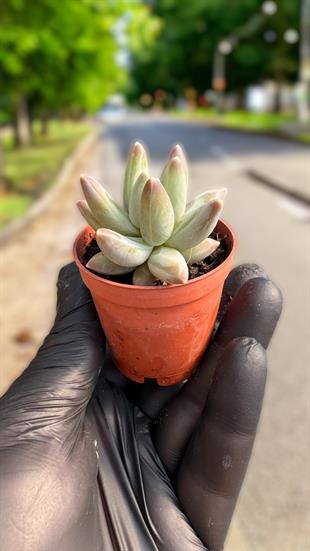 Pachyphtum Compactum Sukulent