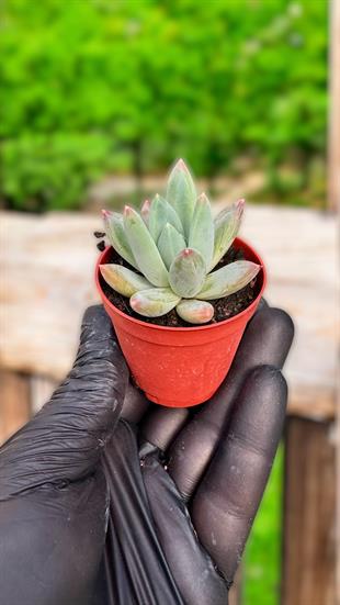 Pachyphytum Hookeri Sukulent