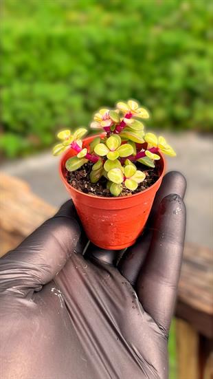 Portulaca Afra Variegata Sukulent