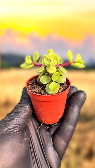 Portulaca Sukulent