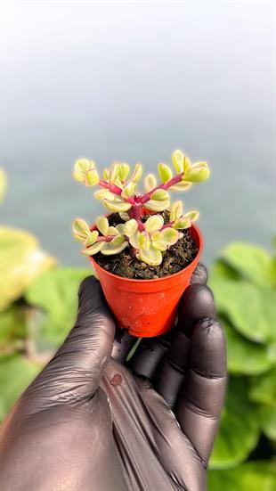 Portulacaria Afra Follis Variegata Sukulent