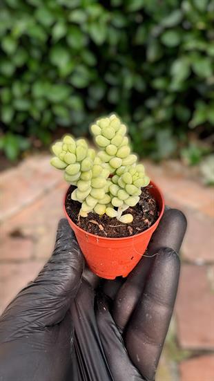 Sedum Burrito Sukulent