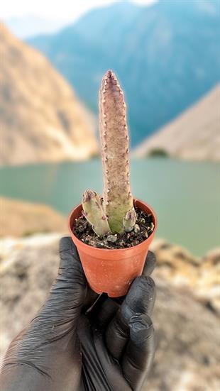 Stapelia Ambigua Leş Kaktüs Bordo Çiçek