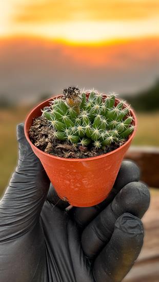 Trichodiadema Densum Kaktüs