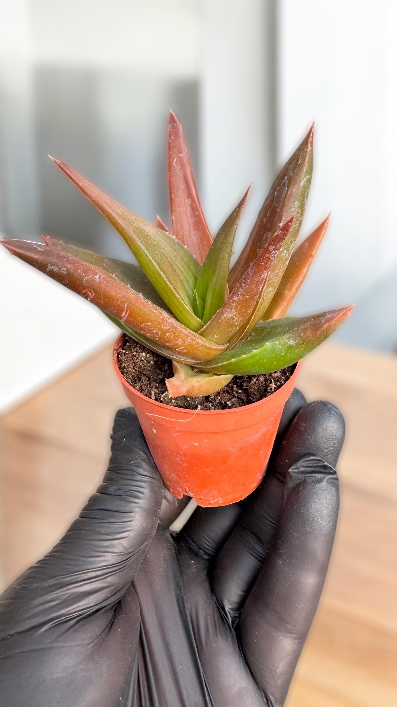 Crassula Black Gem Sukulent