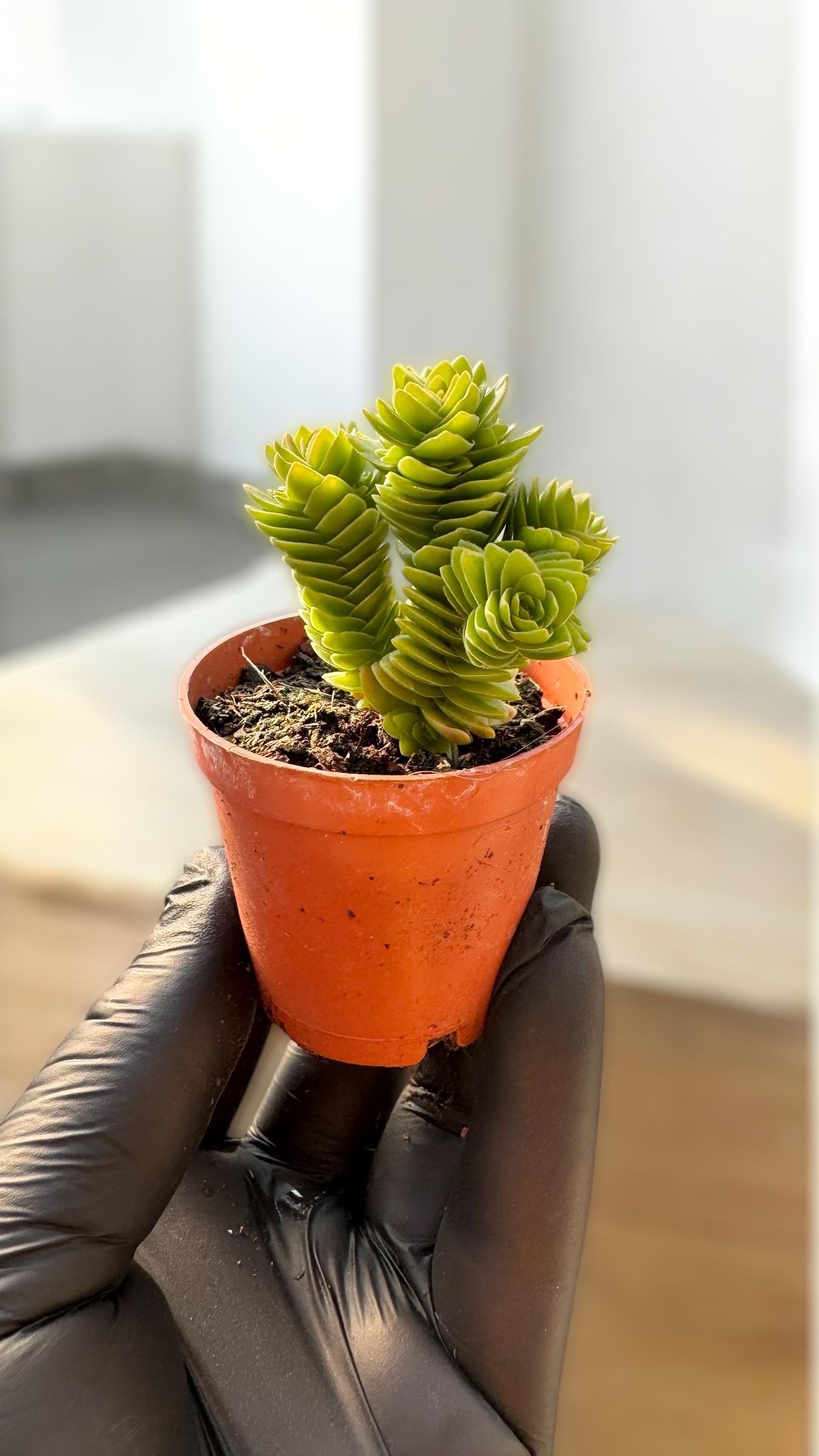 Crassula Estagnol Sukulent