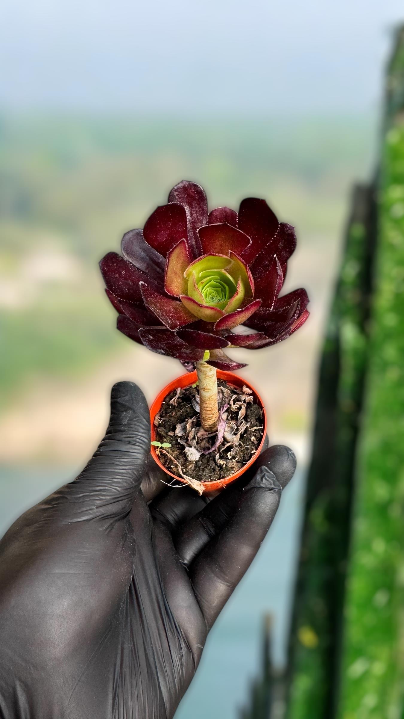 Crassula Pellucida Variegata Sukulent