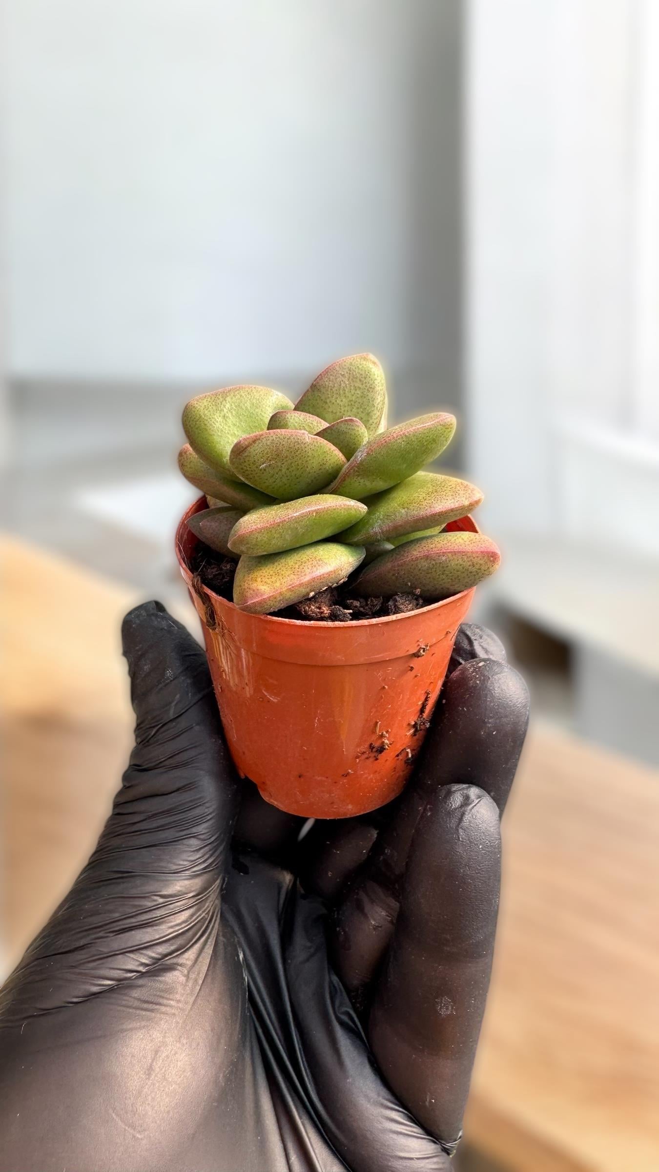 Crassula Springtime Sukulent