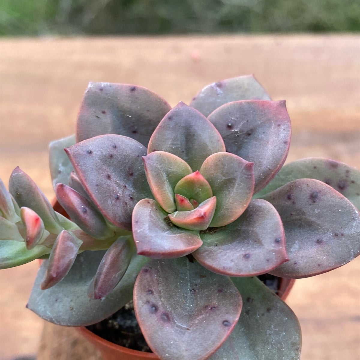 Echeveria Chroma Variegata Sukulent