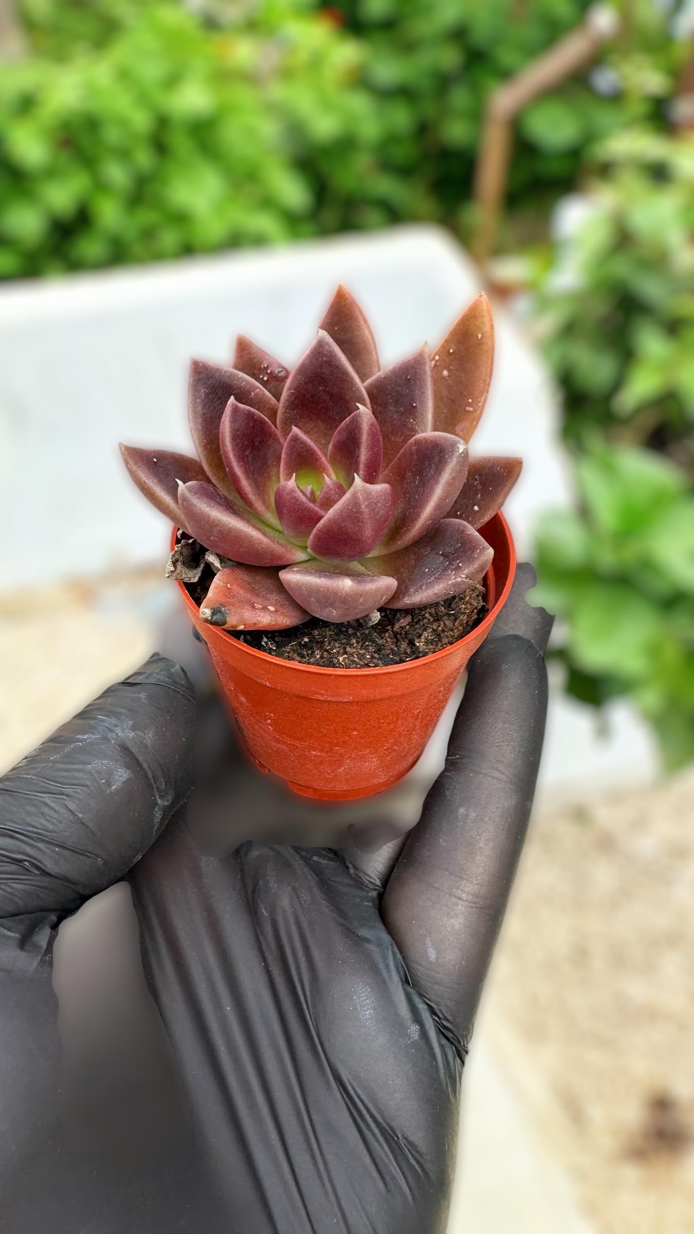 Echeveria Serrena Sukulent