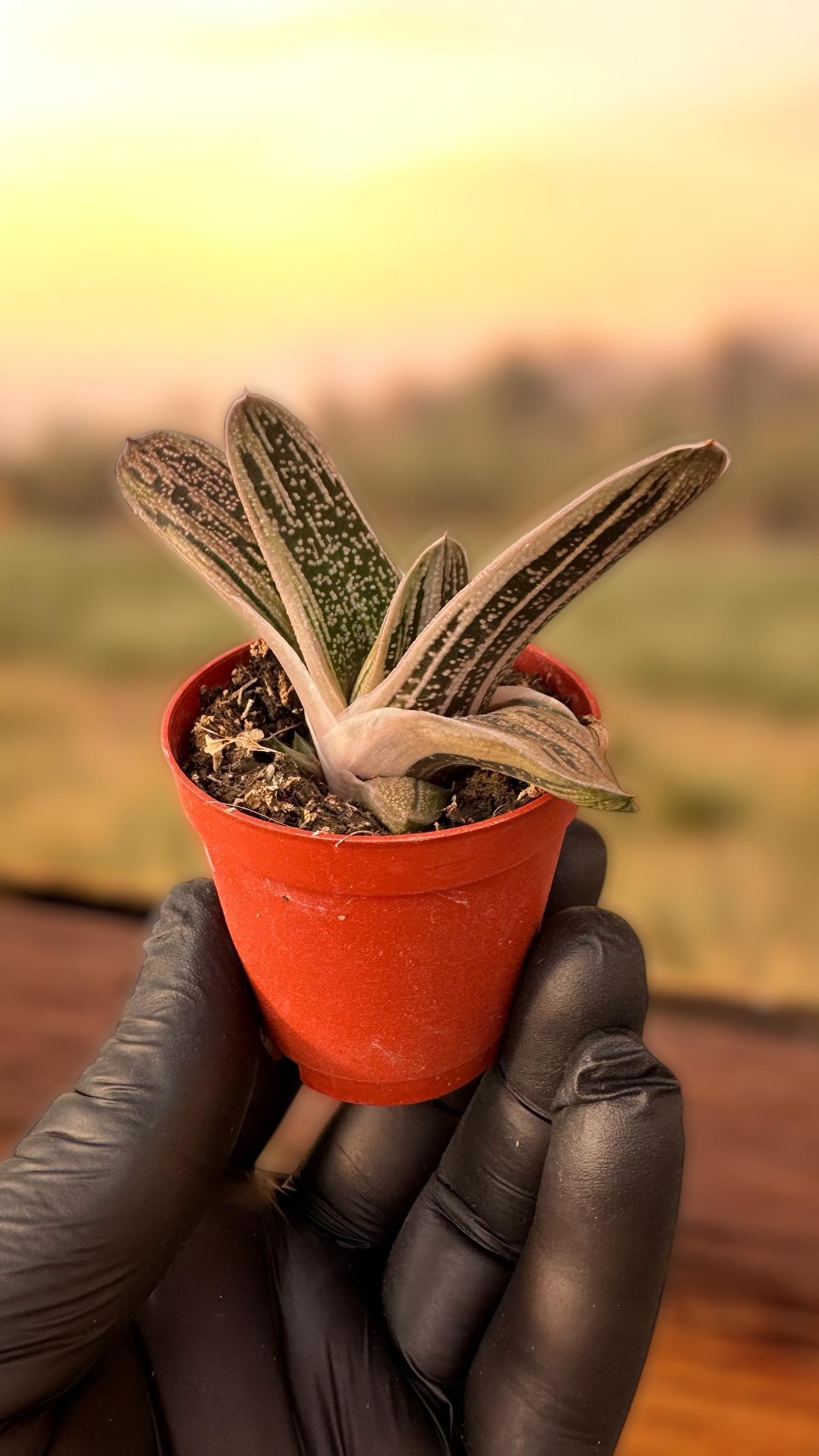 Gasteria Gracilis Sukulent