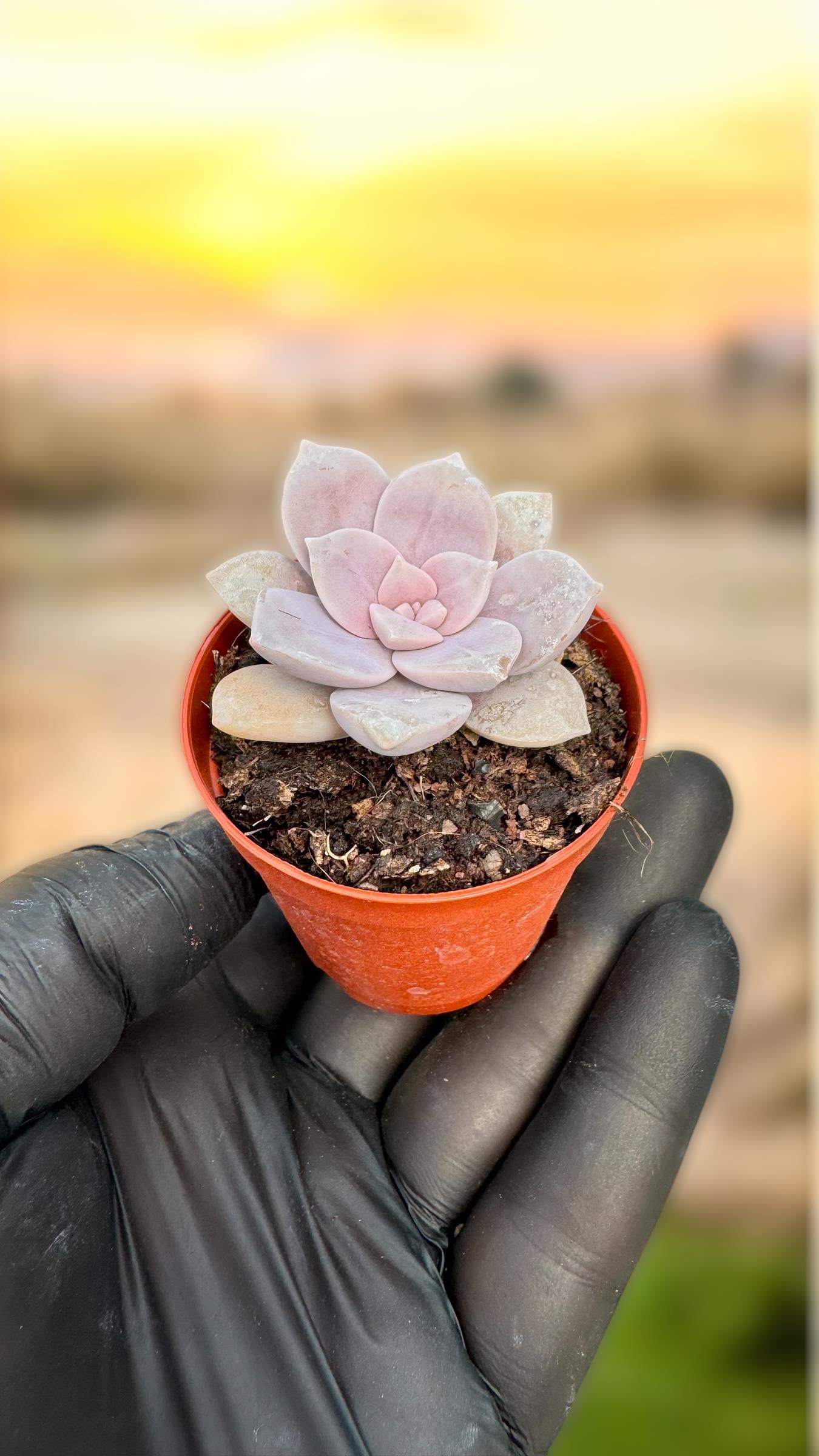 Graptopetalum Superburn Sukulent