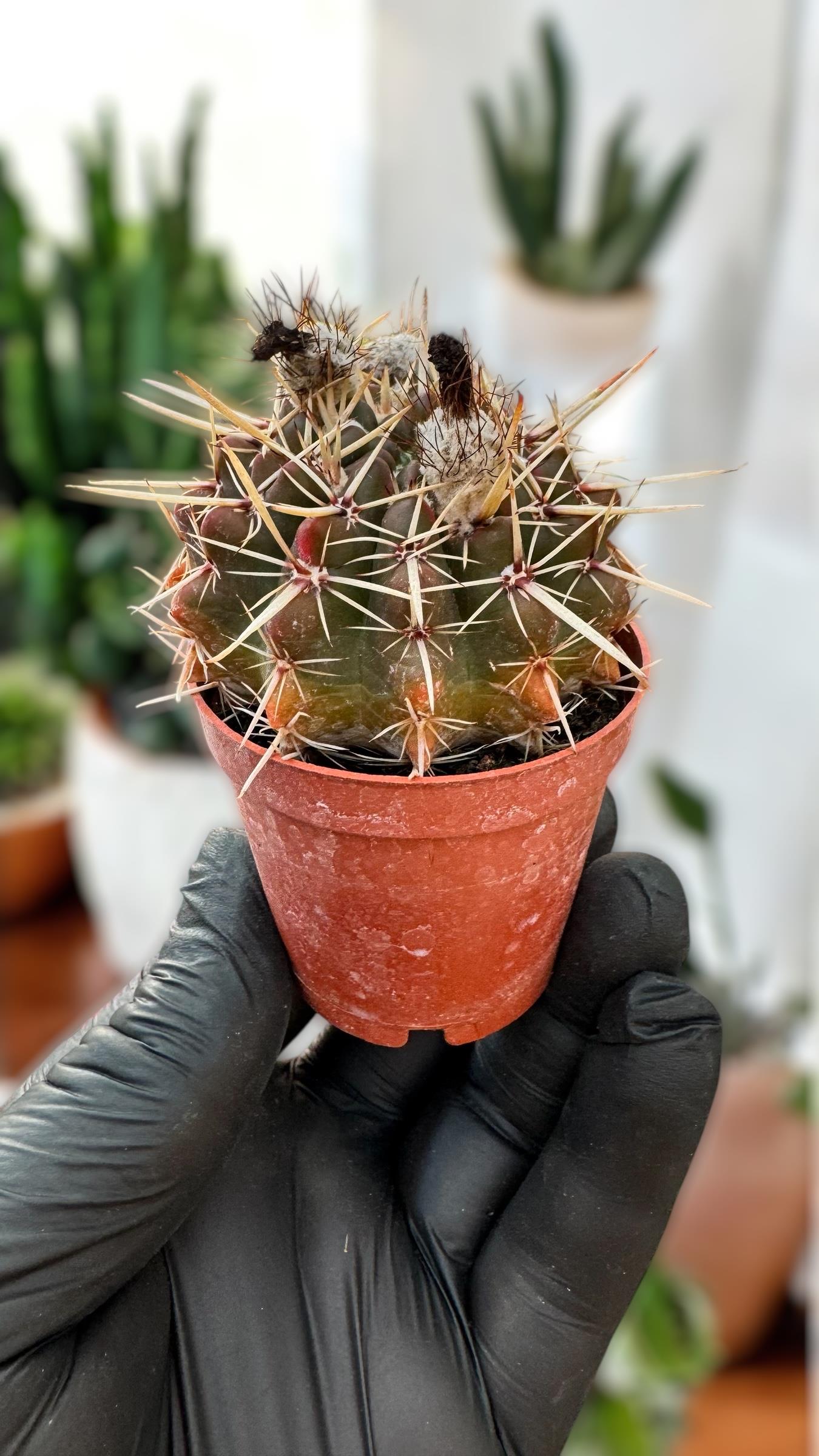 Kaktüs