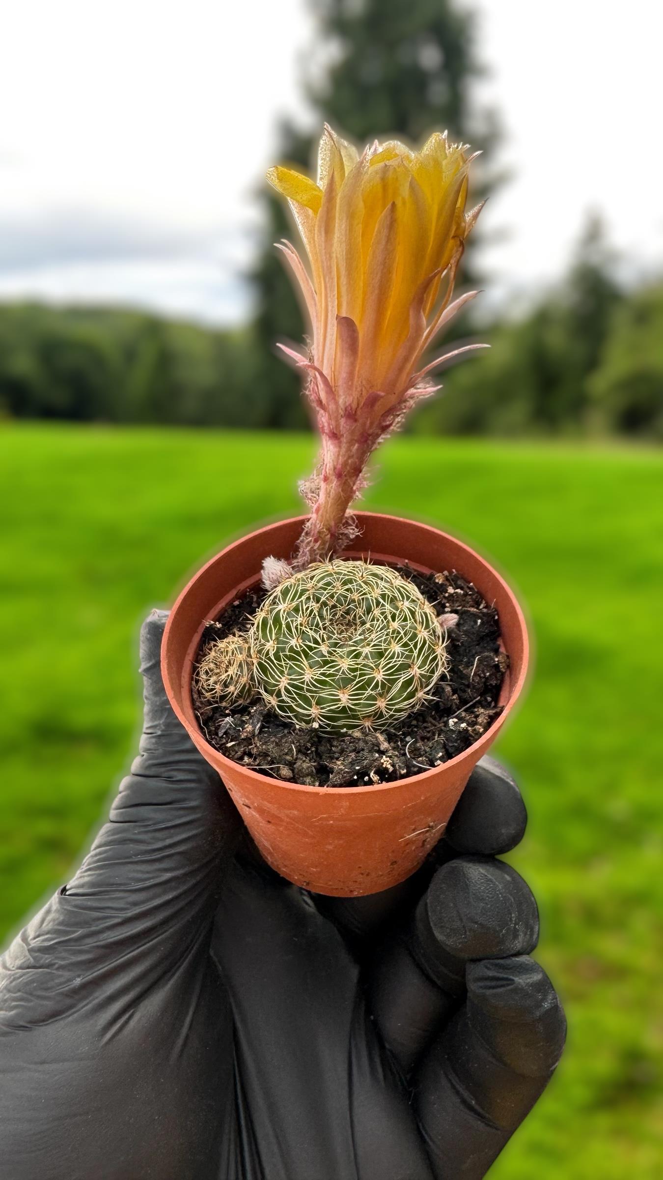 Kaktüs