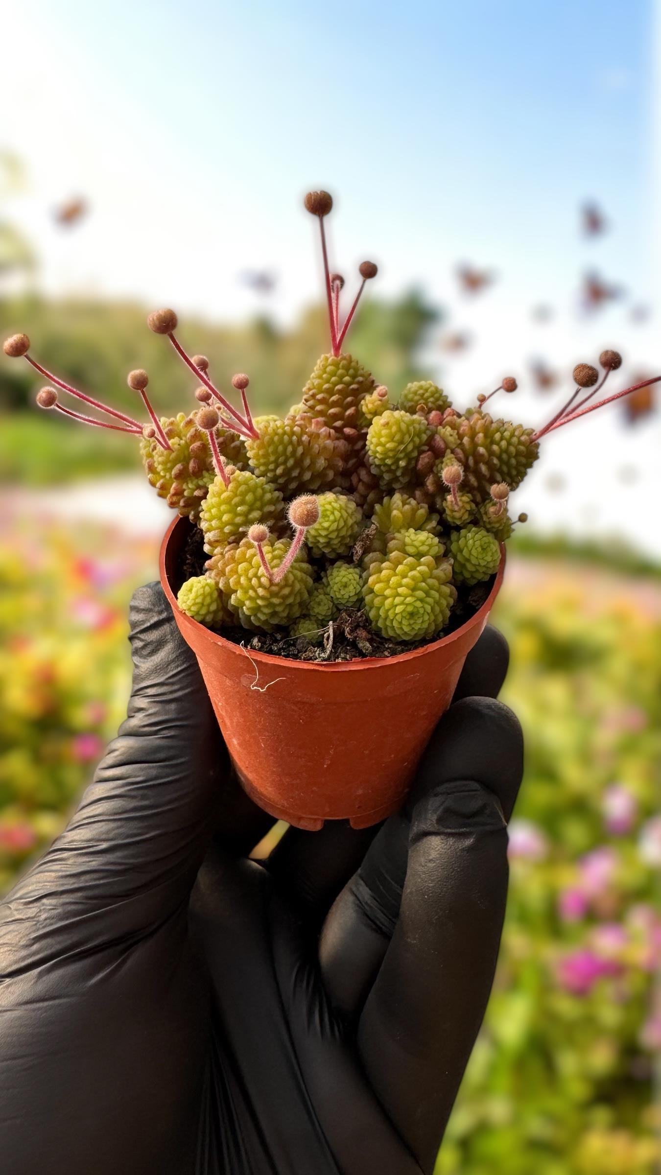 Monanthes Polyphylla Sukulent