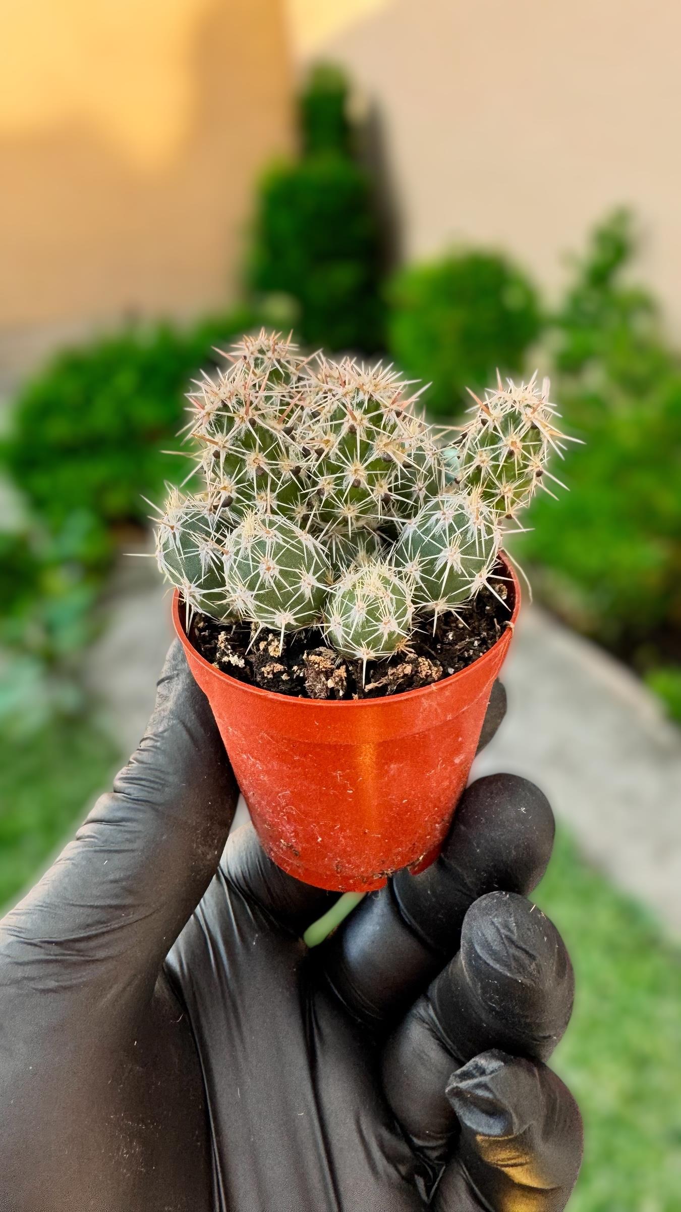 Opuntia Grusonia Pulhella Kaktüs