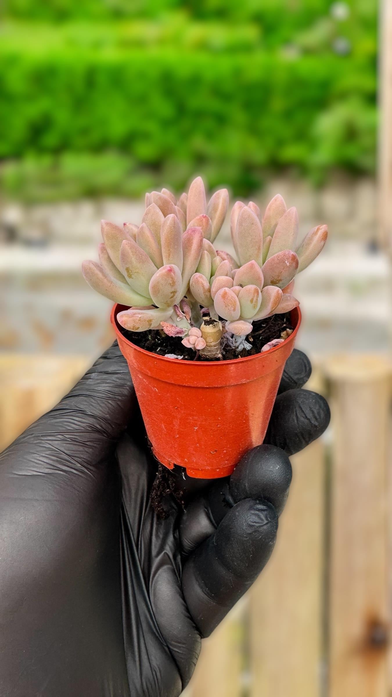 Pachyveria Glutinicaule Sukulent