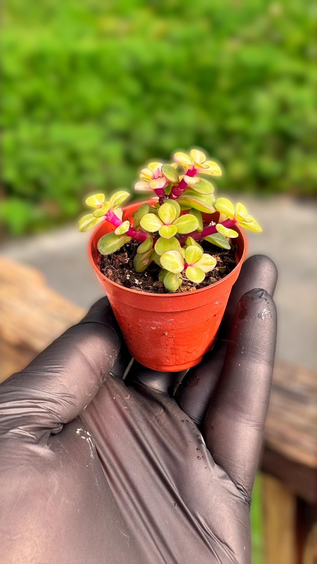 Portulaca Afra Variegata Sukulent