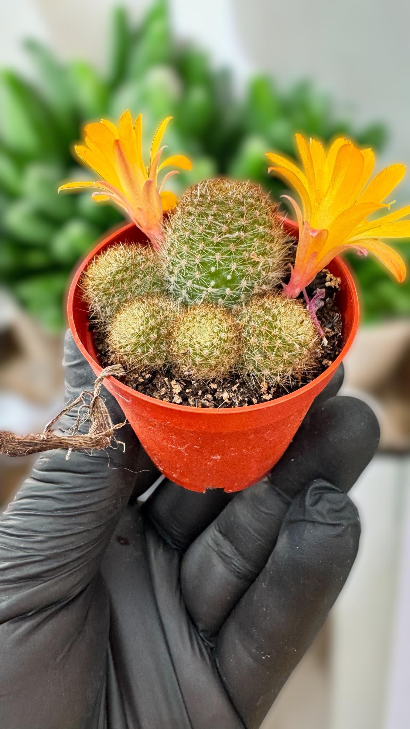 Rebutia Fabrisii Kaktüs