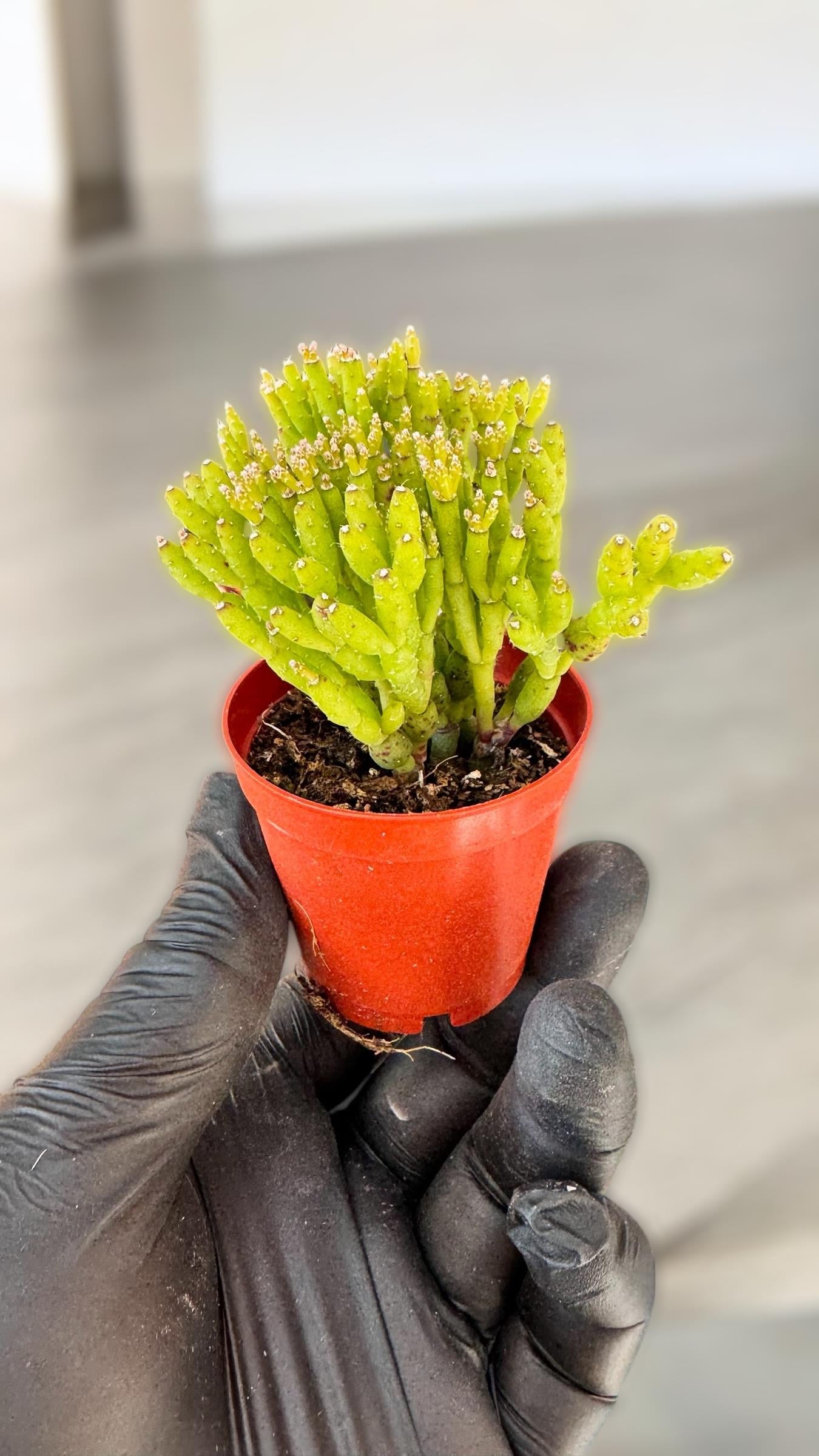 Rhipsalis Burchellii Cactus