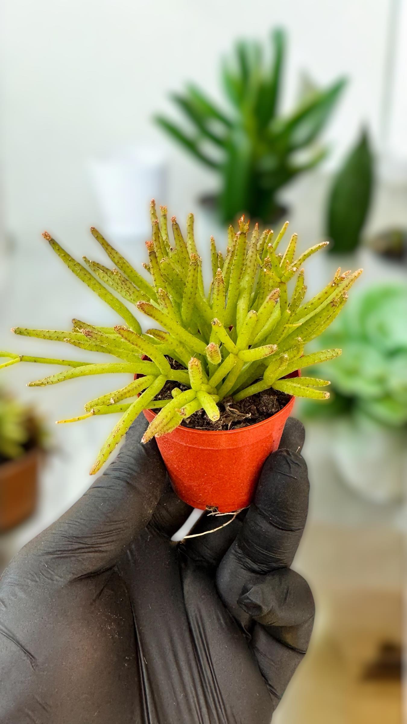Rhipsalis Burchellii Cactus