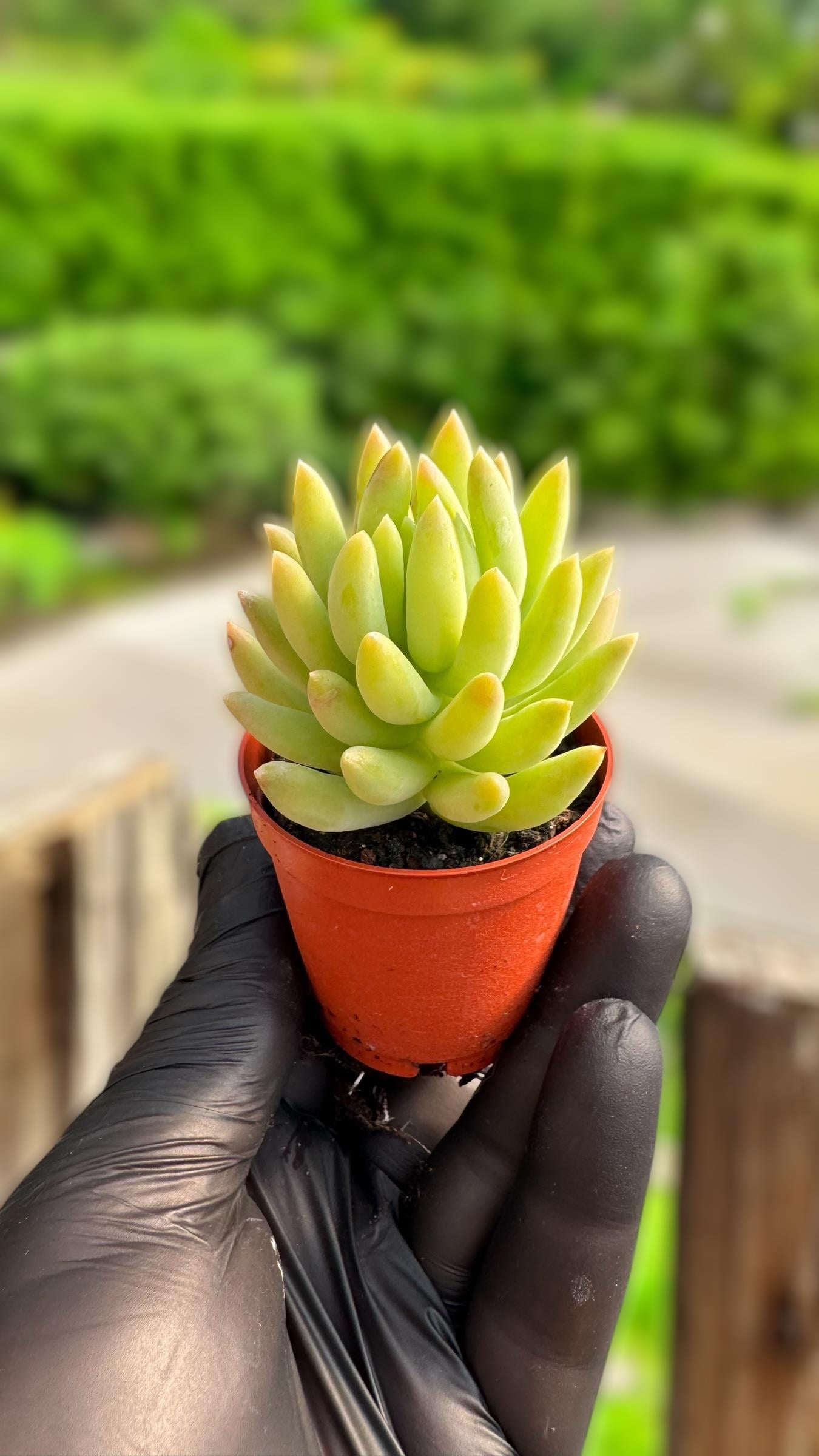 Sedum Morganium Sukulent