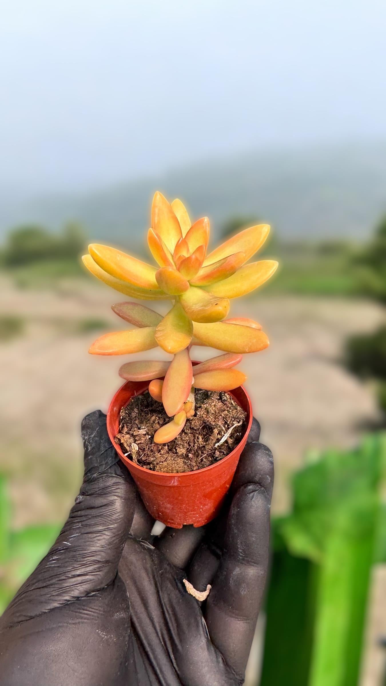 Sukulent
