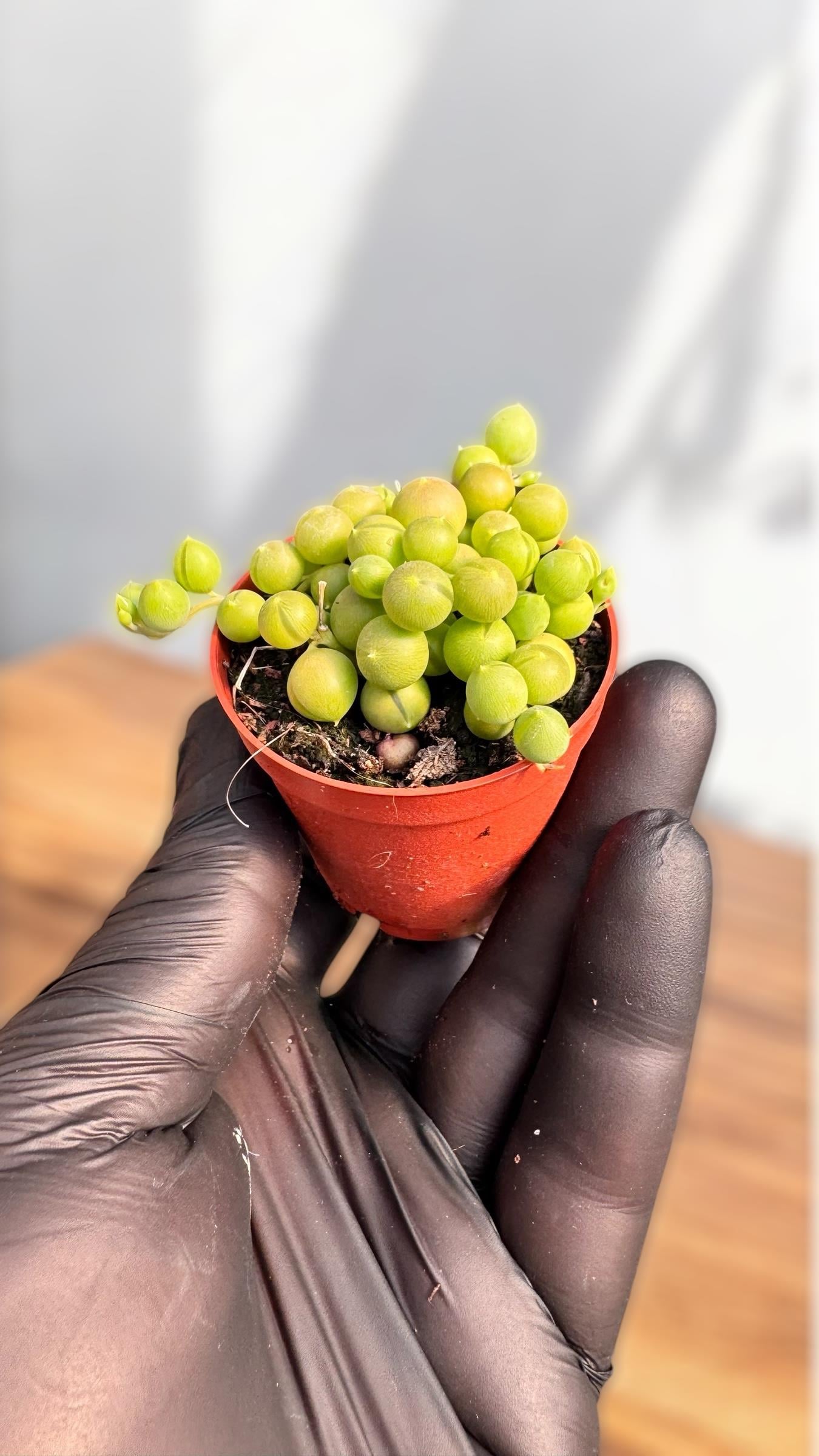 Tesbih Çiçeği Yuvarlak Taneli Sukulent