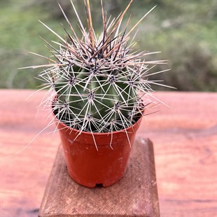 Cereus Peruvianus Monstrose Cactus