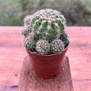 Echinopsis Oxyona Cactus