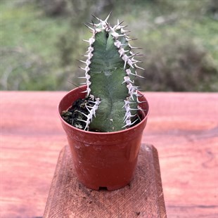 Mamimilleria Guelzowiana Cactus