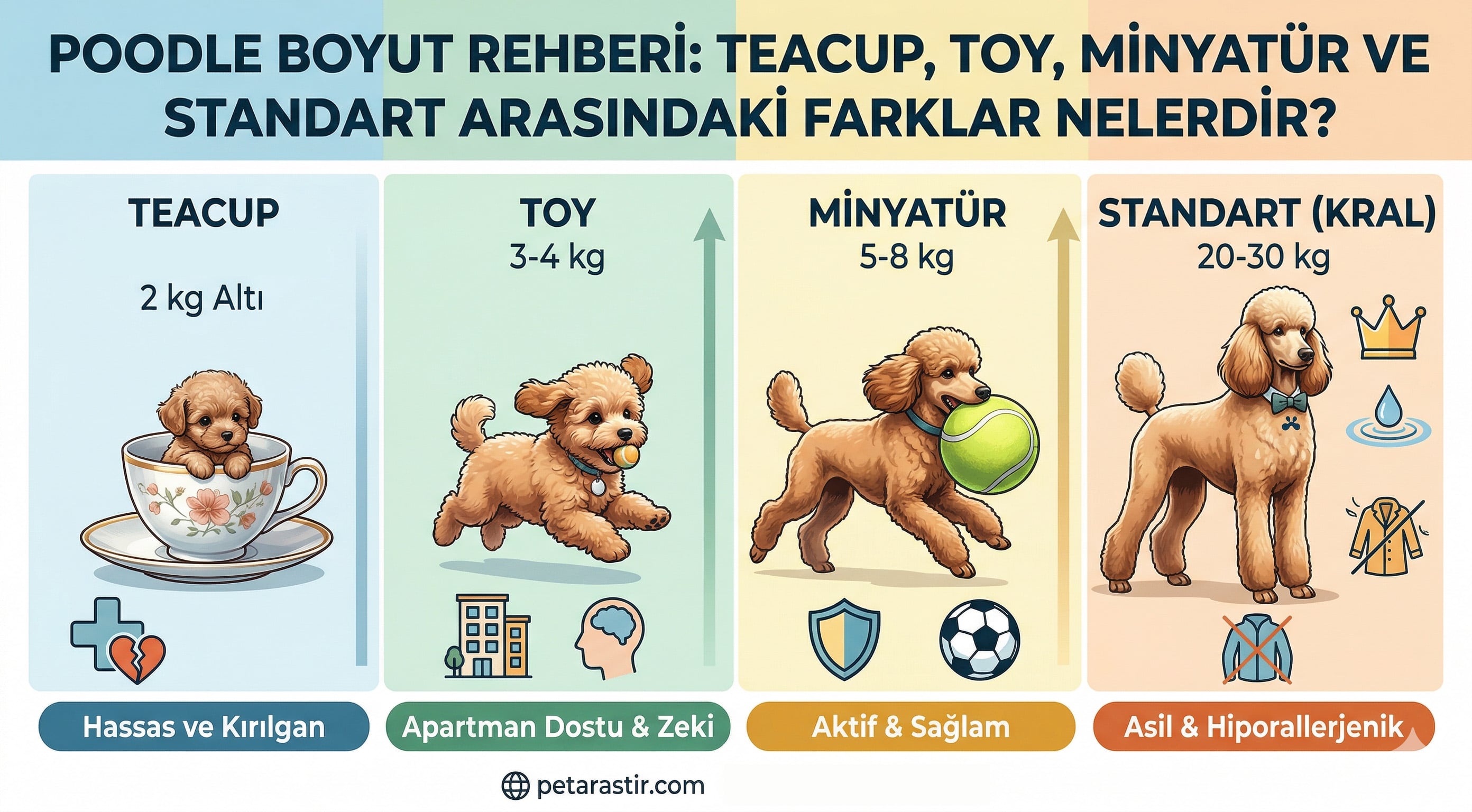 Poodle Boyut Rehberi: Teacup, Toy, Minyatür ve Standart Arasındaki Farklar Nelerdir?