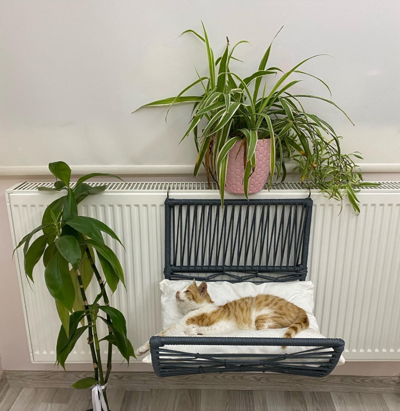 Lepus Yay Petek Kedi Yatak Mix