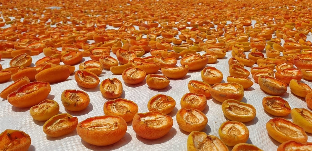KAYISI KURUSU (500 GR)
