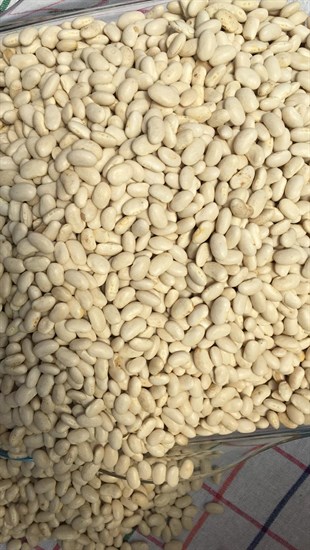 KURU FASÜLYE   (1 KG)