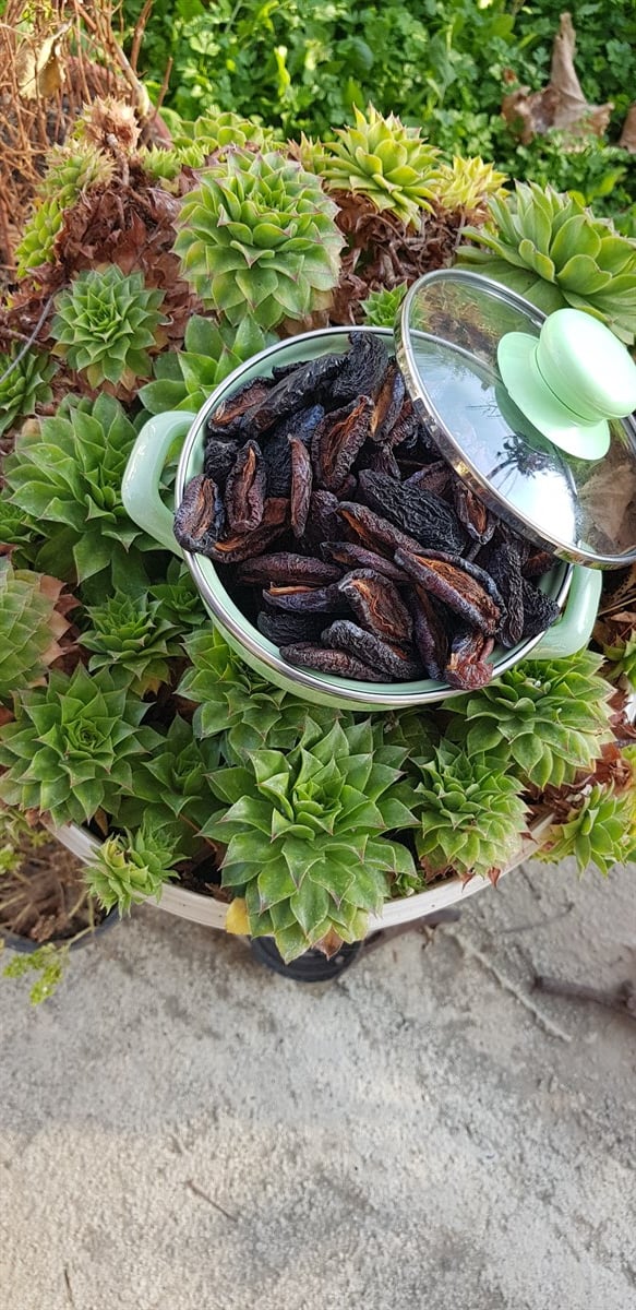 MÜRDÜM ERİK KURUSU