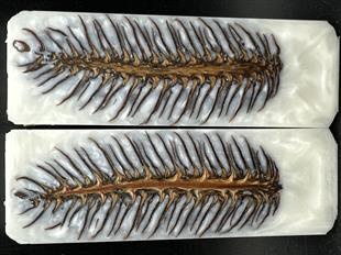 KOZALAK HİBRİT KABZELER