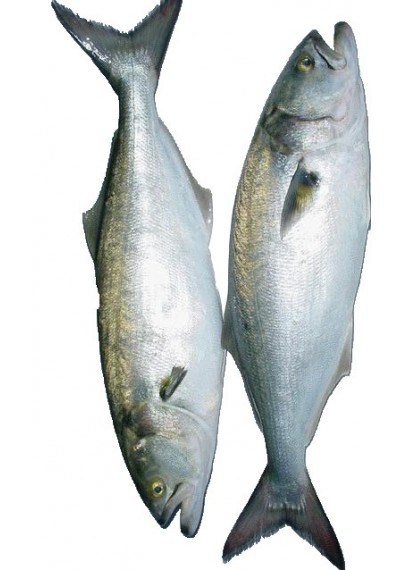 BalıkLüfer Kg