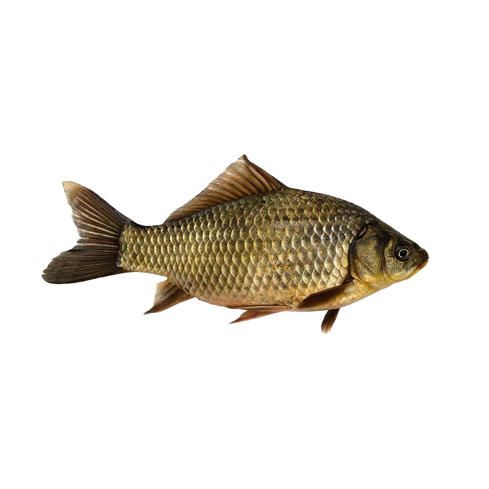BalıkSazan