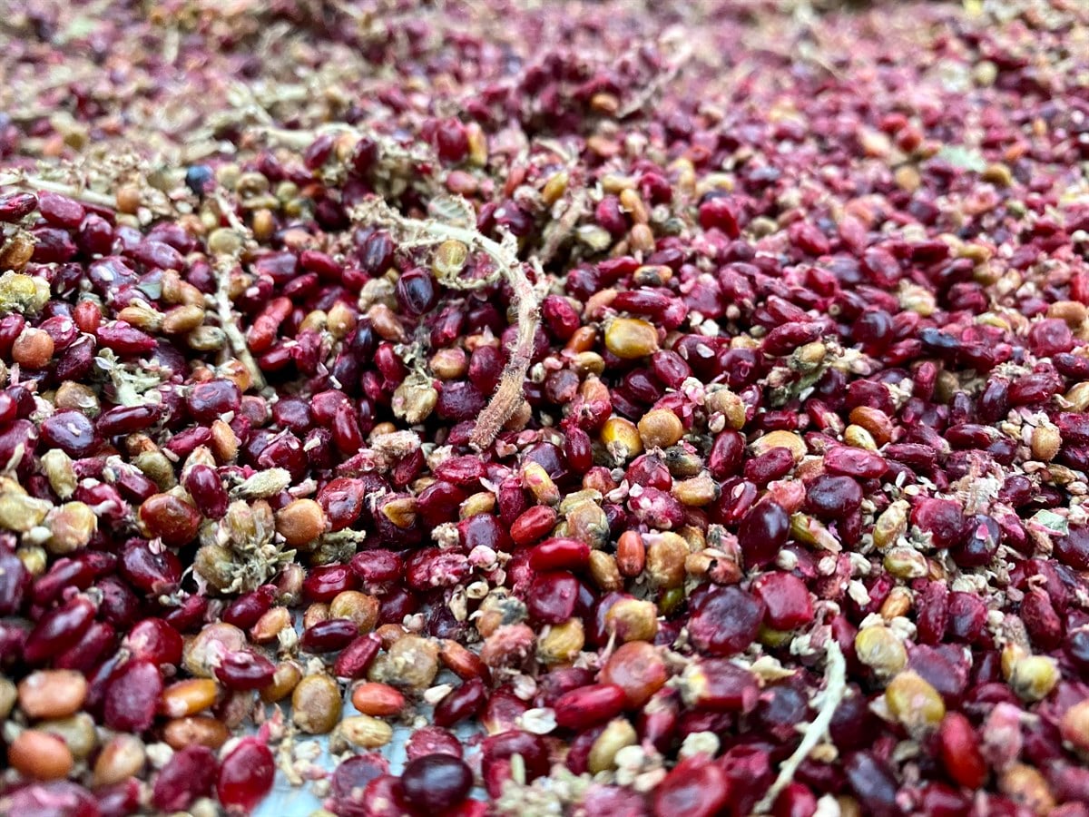 Sumak (Tane) 250gr