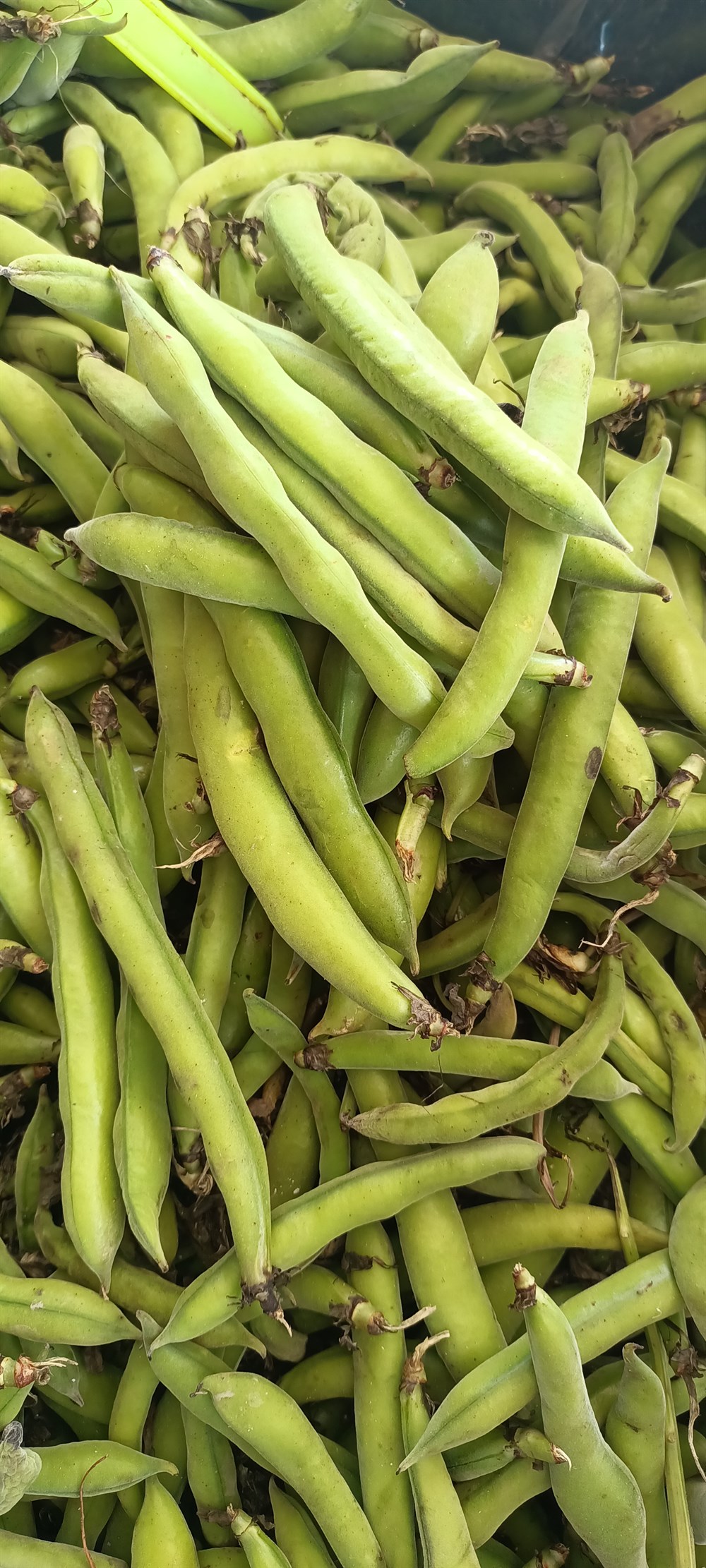 TAZE KABUKLU BAKLA 1 KG