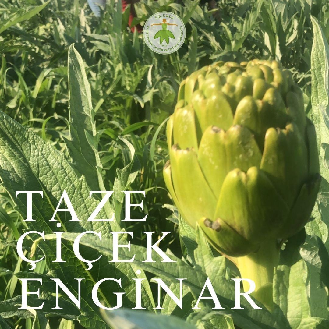 TAZE ENGİNAR 10 ADET -soyulmamış