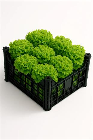 Toptan Kıvırcık Marul