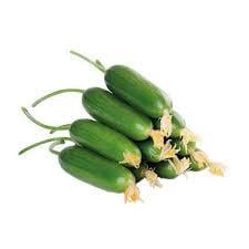 ÇENGELKÖY SALATALIK KG.