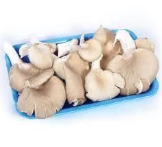 İSTİRİDYE MANTARI 300GR.