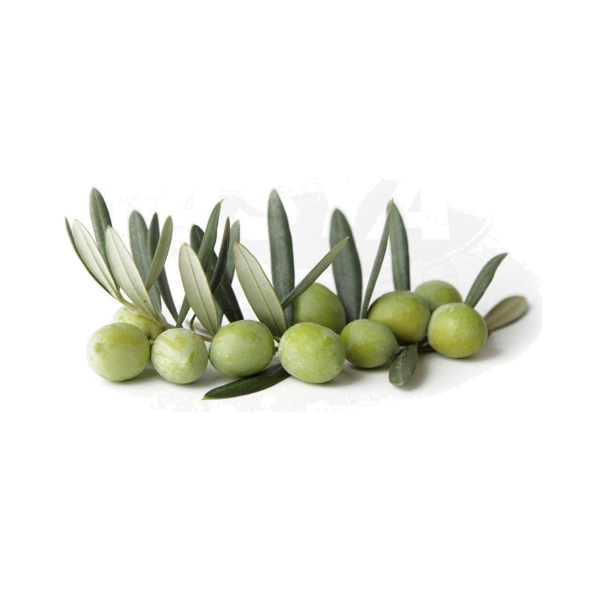 Gemlik Yeşil Zeytin KG