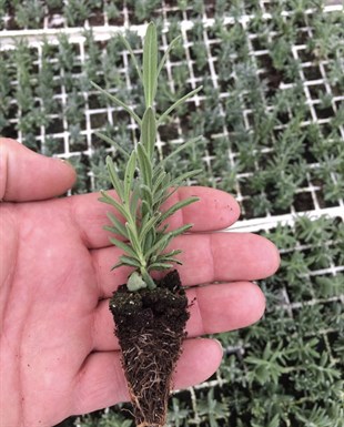  Lavanta( L.angustifolia) (210 luk Viyol) (Tohumdan Üretim)