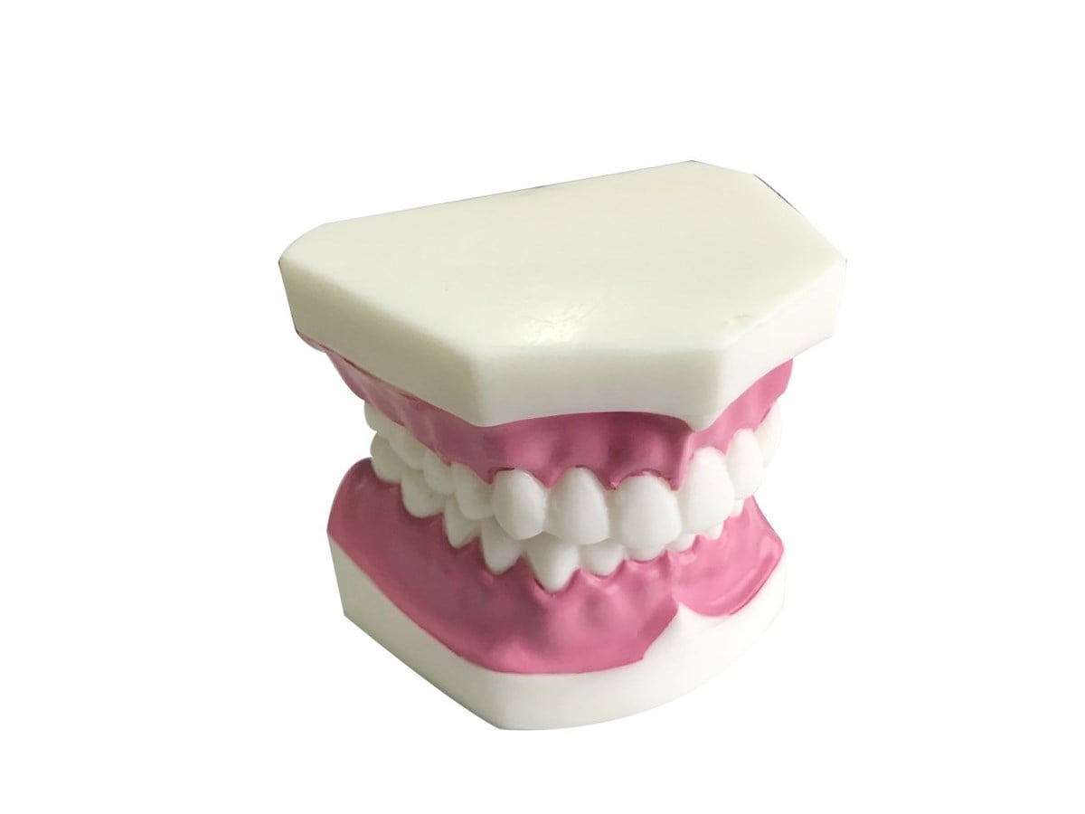 Diş Modeli