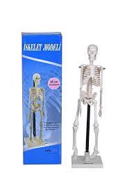 EDULAB 46CM İSKELET MODELİ